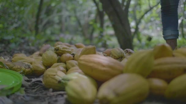 Fructe Galbene Cacao Theobroma Cacao Aruncate Pământ — Videoclip de stoc