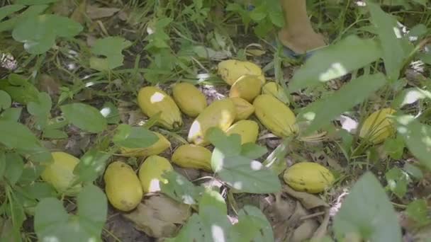 ボリビアアマゾンの地面の木から黄色のココアフルーツ テオブロマカカオ を投げる茶色の人 — ストック動画