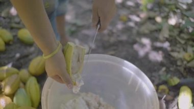 Yerel özellikleri olan kahverengi kadın bir sürü sarı kakao (Theobroma kakaosu) kesiyor ve onları plastik kovaya tohum koyuyor, kabuğu yere fırlatıyor.
