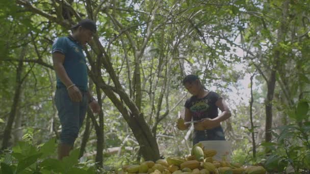 Pando Bolivia Marzo 2018 Hombre Moreno Mujer Indígena Cortan Muchos — Vídeos de Stock