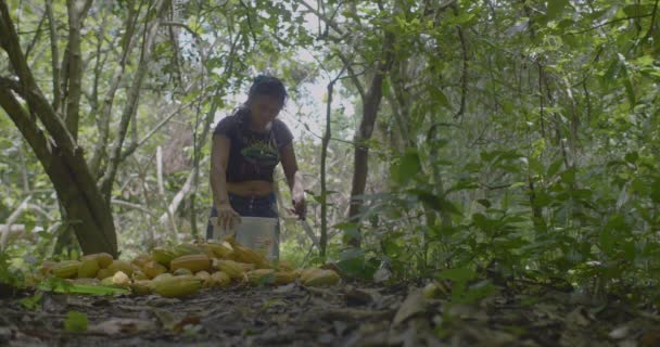 Pando Bolivia Marzo 2018 Mujer Morena Con Rasgos Indígenas Cortando — Vídeo de stock