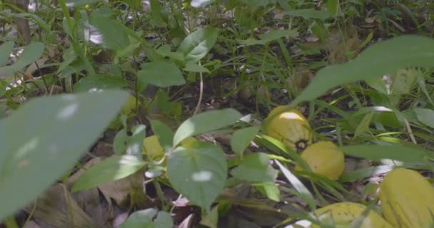 Brown Person Lanza Los Frutos Amarillos Del Cacao Theobroma Cacao — Vídeo de stock