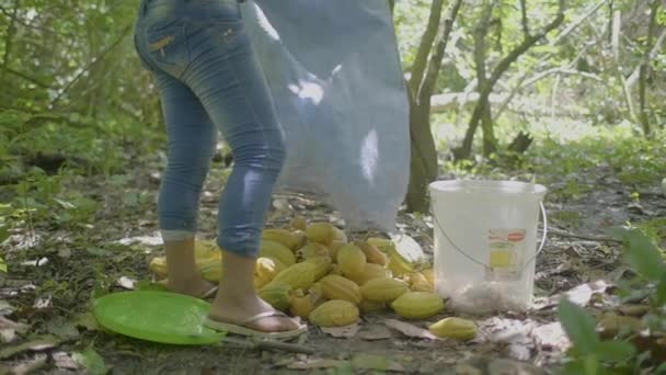 茶色の女性はボリビアのアマゾンの地面にある青い袋から黄色のココアフルーツ Theobroma Cacoa を投げる — ストック動画