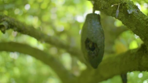 Vegetation Full Träd Med Gröna Kakaofrukter — Stockvideo