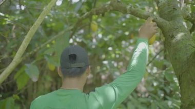 Pando / Bolivya - 29 Mart 2018: Yerel Özellikleri ve Cap Giyinik Genç Adam, Cocoa Fruit (Theobroma kakao) 