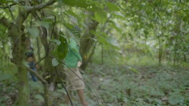 Pando / Bolivya - 29 Mart 2018: Yerel Özellikleri olan ve Kap Giydirilmiş Genç Adam, Ağaçtan Bir Kakao Meyvesi (Theobroma Kakao) Topluyor 