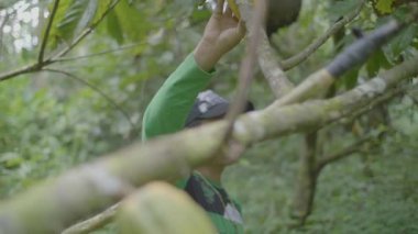 Pando / Bolivya - 29 Mart 2018: Yerel Özellikleri olan ve Kap Giydirilmiş Genç Adam, Ağaçtan Bir Kakao Meyvesi (Theobroma Kakao) Topluyor