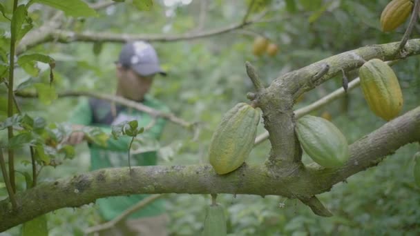 パンドー ボリビア 3月29 2018 先住民族の特徴を持ち キャップで服を着て 木からココアフルーツ Theobroma Cacoa を収穫する — ストック動画