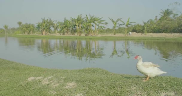 White Duck Walking Green Grass Obok Stawu Rybnego — Wideo stockowe