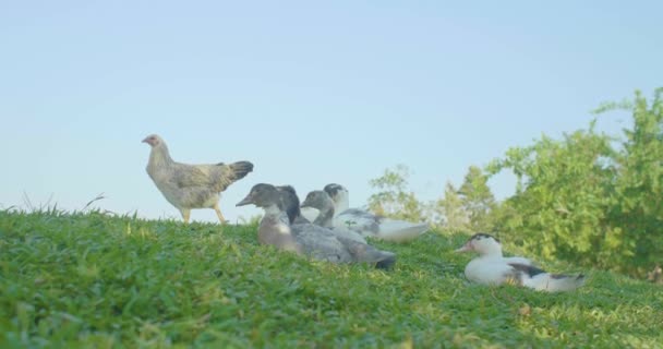 Kilka Kaczek Siedzących Trawie Jedną Kurą Spacerującą Dookoła — Wideo stockowe