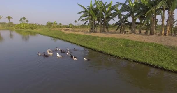 Muitos Patos Nadando Nos Fishponds Dia Claro Cercado Palmeiras — Vídeo de Stock
