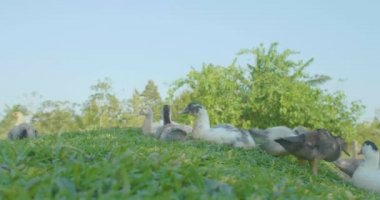 Çimenlerde oturan birkaç ördek, Tepede yürüyen ördekler... 