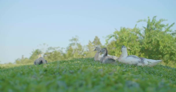 Αρκετές Πάπιες Κάθονται Στο Γρασίδι Ένα Hen Περπάτημα Γύρω — Αρχείο Βίντεο