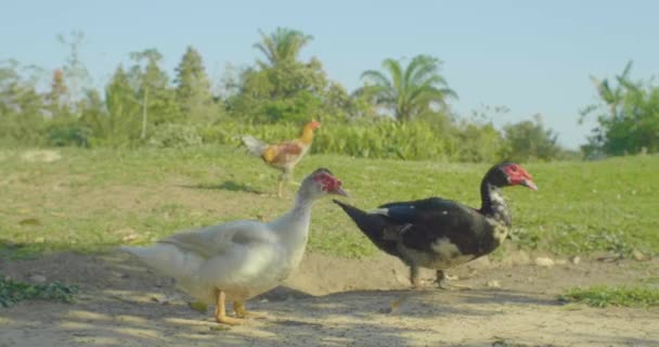 Plusieurs canards assis sur l'herbe avec quelques poules marchant autour 