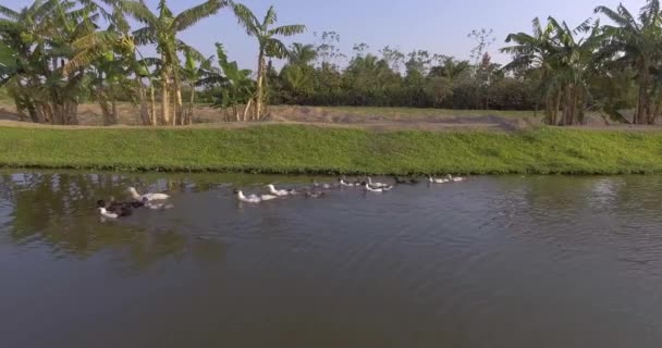 Molte Anatre Che Nuotano Nei Laghetti Dei Pescatori Una Giornata — Video Stock