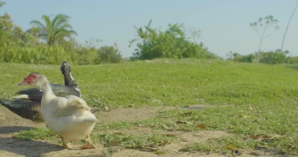 Black White Duck Walking Farm Clear Day Otoczony Palmami — Wideo stockowe