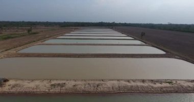  Yapacani, Bolivya 'da Tambaqui ve Pacu (Serrasalmus) Balık Çiftliği