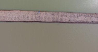 Yapacani, Bolivya 'da Tambaqui ve Pacu (Serrasalmus) Balık Çiftliği