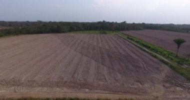 Yapacani, Bolivya 'da Yeşil Çimlerle çevrili Pirinç Ekmek İçin Kuru ve Kuru Topraklar