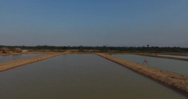 Yapacani, Santa Cruz / Bolivya - 3 Eylül 2017: Tambaqui ve Pacu (Serrasalmus) Balık Çiftliği 