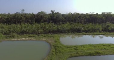 Yapacani, Bolivya 'da Tambaqui ve Pacu (Serrasalmus) Balık Çiftliği