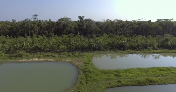 Tambaqui Pacu Serrasalmus Hodowla Ryb Yapacani Boliwia — Wideo stockowe