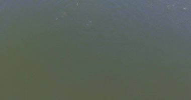 Yapacani, Bolivya 'da Pisikulture Gölet Suyu, Tambaqui ve Pacu (Serrasalmus) Balık Çiftliği