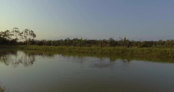 Tambaqui et Pacu (Serrasalmus) Aquaculture en Yapacani, la Bolivie 