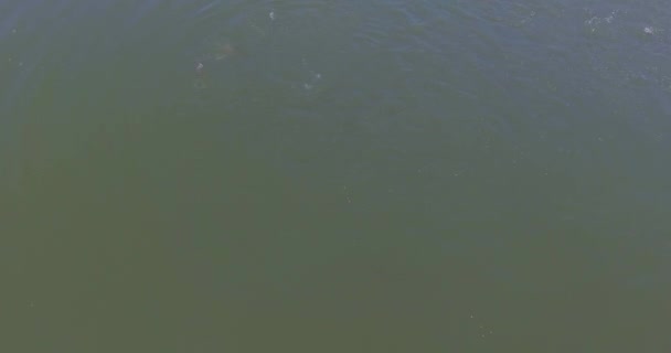 Piscicultura Pond Water Tambaqui Pacu Serrasalmus Agricultura Peces Yapacani Bolivia — Vídeo de stock