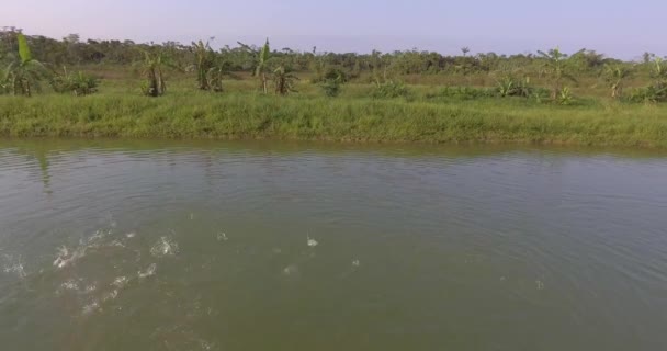 Yapacani Santa Cruz Bolivia Septiembre 2017 Pescador Arroja Comida Balanceada — Vídeos de Stock