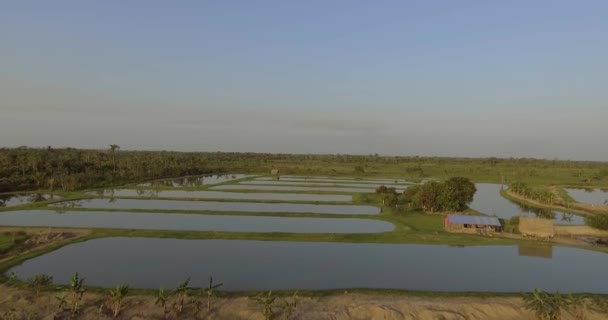 Tambaqui Pacu Serrasalmus Fish Ponds Yapacani Bolivia — стокове відео