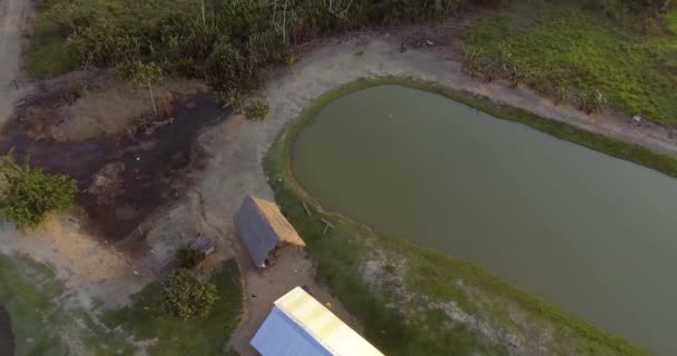 Stagni Tambaqui Pacu Serrasalmus Pesci Yapacani Bolivia — Video Stock