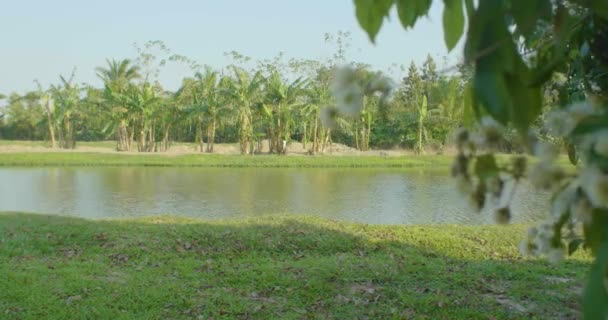 Fischteich Umgeben Von Palmen Grünes Gras Einem Sonnigen Tag — Stockvideo
