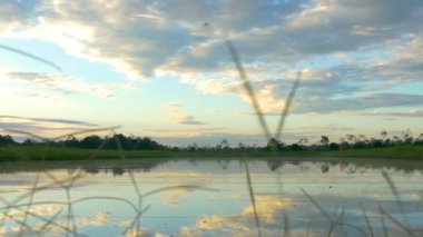 Yapacani, Bolivya 'da Tambaqui ve Pacu (Serrasalmus) Balık Çiftliği