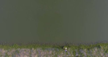 Yapacani, Santa Cruz / Bolivya - 3 Eylül 2017: Balıkçı Kadın Balık Göletlerine Tambaqui ve Pacu Balıkları için Dengeli Gıda Attı (Serrasalmus)