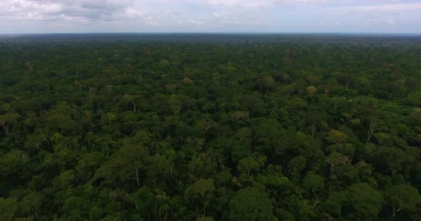 Foresta Piena Alberi Nell Amazzonia Boliviana — Video Stock
