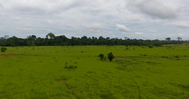 Terreno Agricolo Con Alberi Morti Bruciati Erba Verde Mucche Sottili — Video Stock