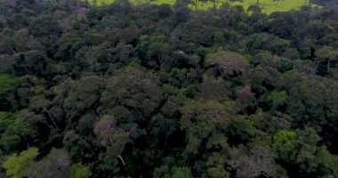 Pando, Bolivya 'da yanmış ölü ağaçları, yeşil otları ve ince inekleri olan tarım arazileri.