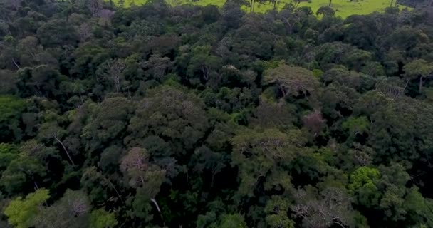 Terras Agrícolas Com Árvores Mortas Queimadas Grama Verde Vacas Finas — Vídeo de Stock