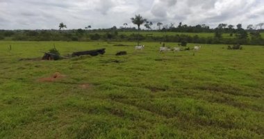 Pando, Bolivya 'da yanmış ölü ağaçları, yeşil otları ve ince inekleri olan tarım arazileri.