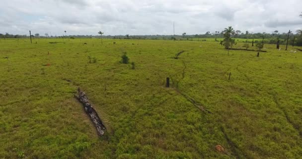 ボリビアのパンドーにある焼死木 緑の草 細い牛のいる農地 — ストック動画