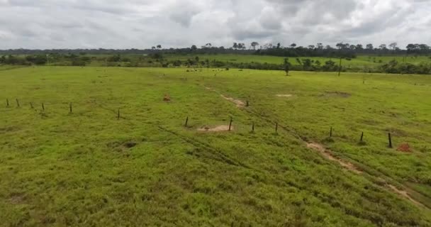 Farmland Burned Dead Trees Green Grass Thin Cows Pando Bolívie — Stock video