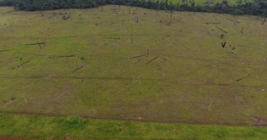 Pando, Bolivya 'da yanmış ölü ağaçları, yeşil otları ve ince inekleri olan tarım arazileri.