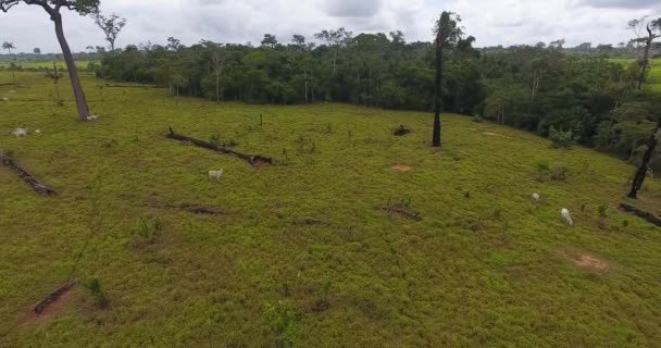 Terreno Agricolo Con Alberi Morti Bruciati Erba Verde Mucche Sottili — Video Stock