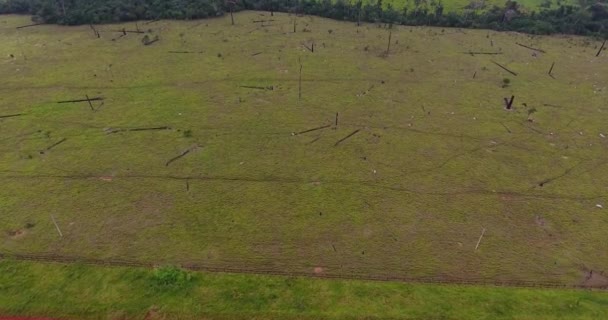 Boerderij Met Verbrande Dode Bomen Groen Gras Dunne Koeien Pando — Stockvideo