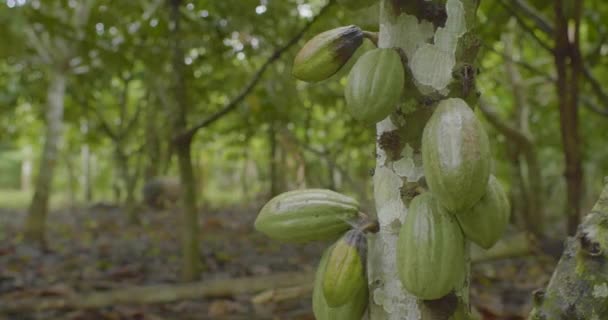 Cacao Theobroma Cacao Egy Kis Gyümölcsökkel Kertben Egy Disznó Sétál — Stock videók