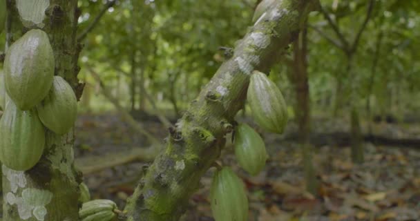 Kakaoträd Theobroma Cacao Med Mycket Små Frukter — Stockvideo