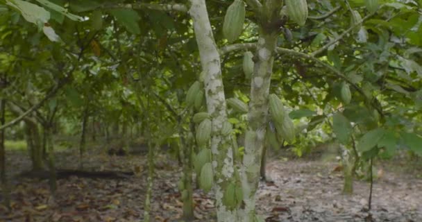 鶏と庭に小さな果実を持つカカオの木 Theobroma Cacao — ストック動画