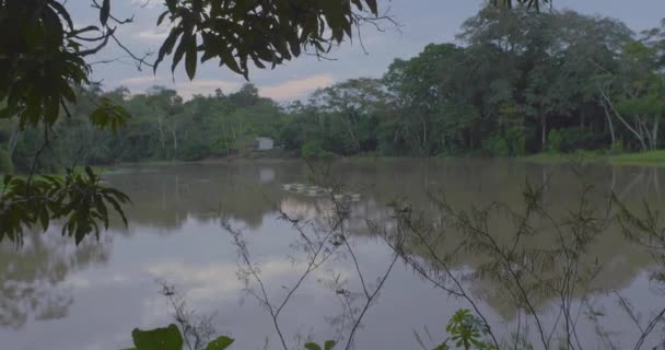 Vegetation Full Trees Green Cocoa Fruits — Stock Video