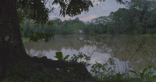 Vegetation Full Trees Green Cocoa Fruits — Stock Video